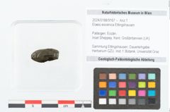 Foto (Objekt + Etikett) von Elaeis eocenica Ettingshausen (NHMW-GEO-2024-0188-9167)